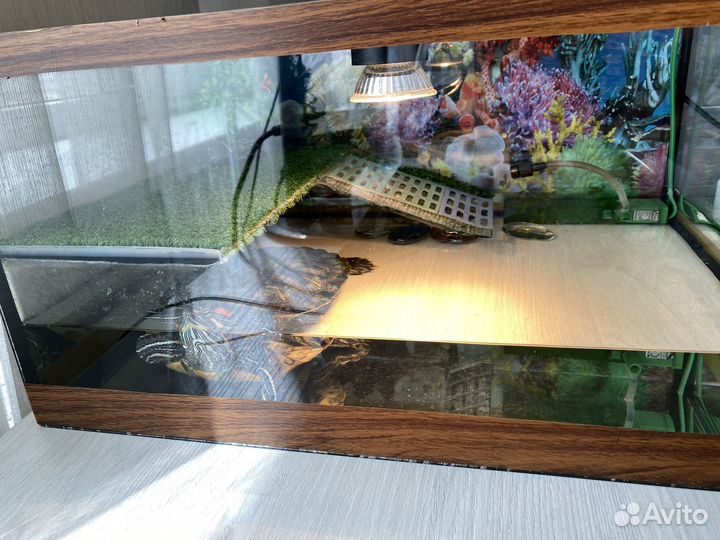 Аквариум с черепахой