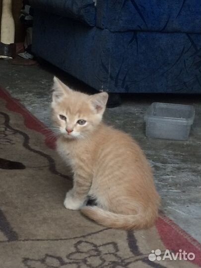 Отдам котят в хорошие руки