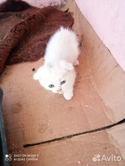 Шотландские котята