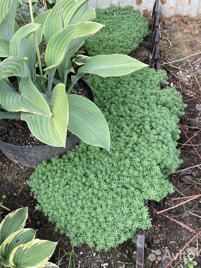 Почвопокровник