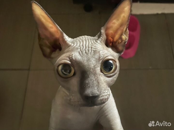 Канадский сфинкс вязка