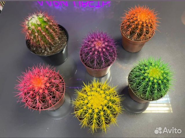 Цветные кактусы