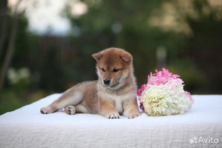 Щенки сиба ину