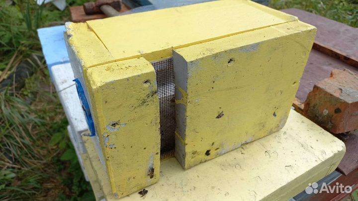 Микронуклеус для маток