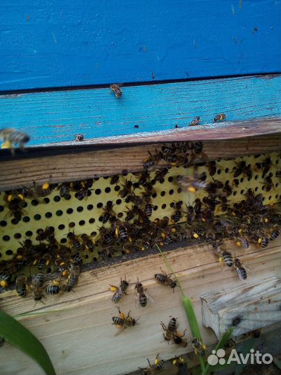 Продаю пыльцу цветочная(обножку)