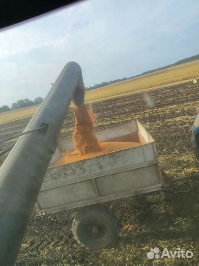 Просо красное