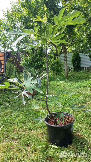 Саженцы инжира