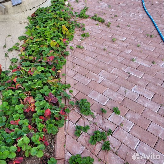 Усы клубники смесь