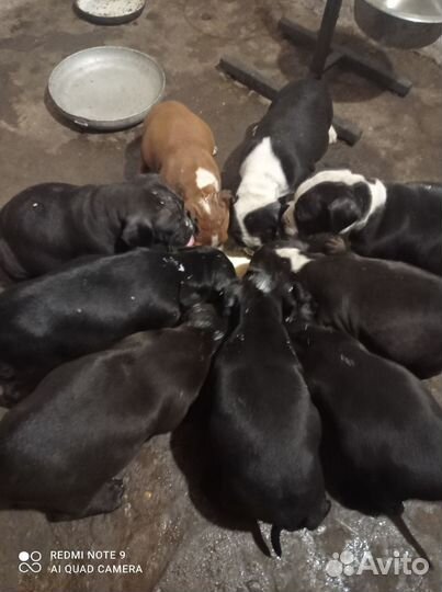Собаки щенки