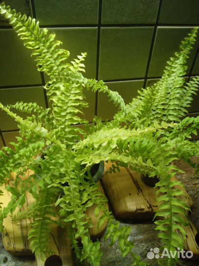 Комнатные цветы