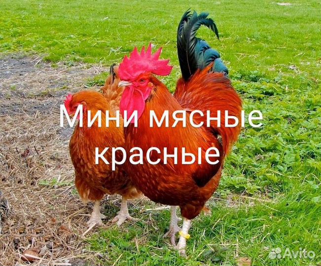 Яйца для инкубации