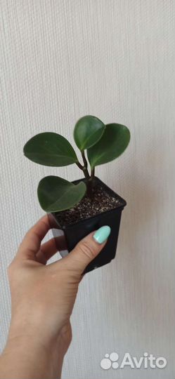 Комнатные растения цветы