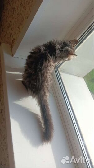 Передержка для кошек