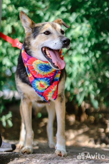 Собака-ласка страдает в приюте