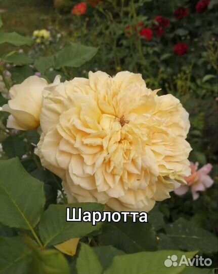 Кусты роз: миниатюрные, флорибунда, ч/г, плетистые