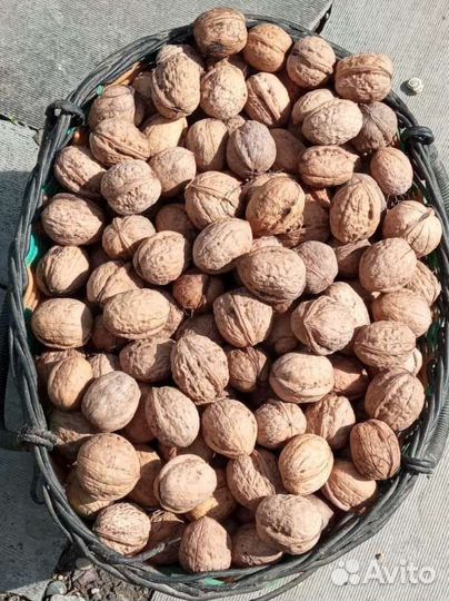 Грецкий орех