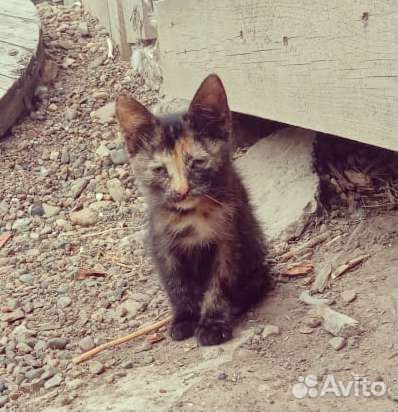 Котенок трёхцветная девочка