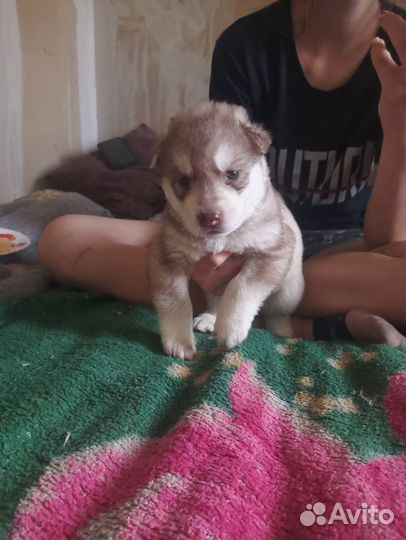 Щенки сибирской хаски