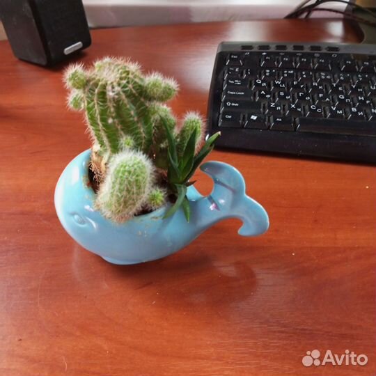 Комнатные растения