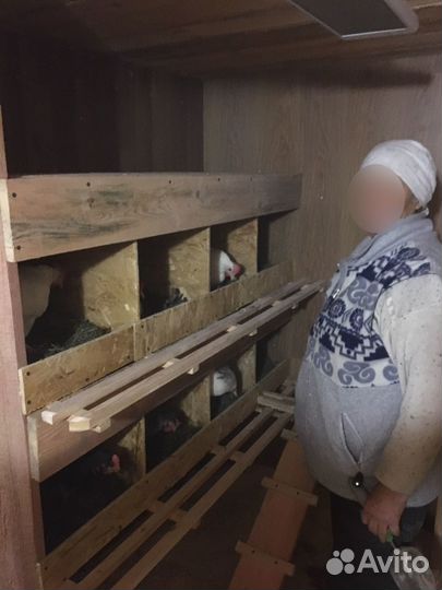 Яйца куриные сегодняшние