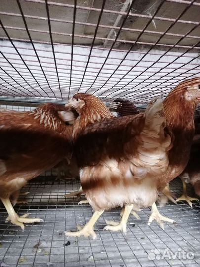 Молодые куры