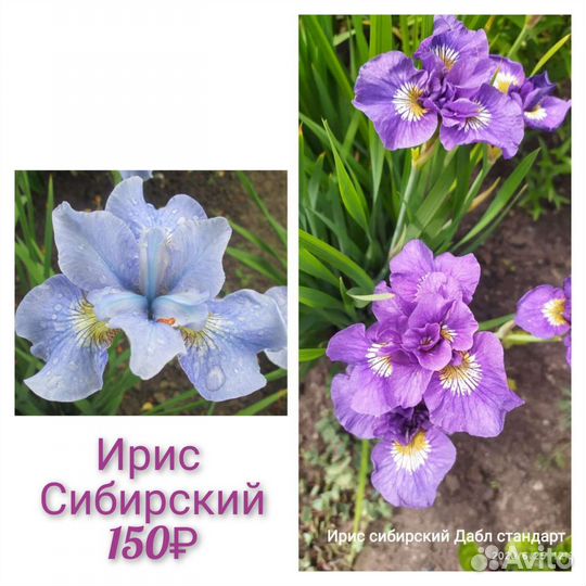 Цветы для дачи