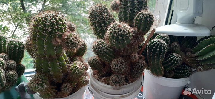 Большой кактус цветущий