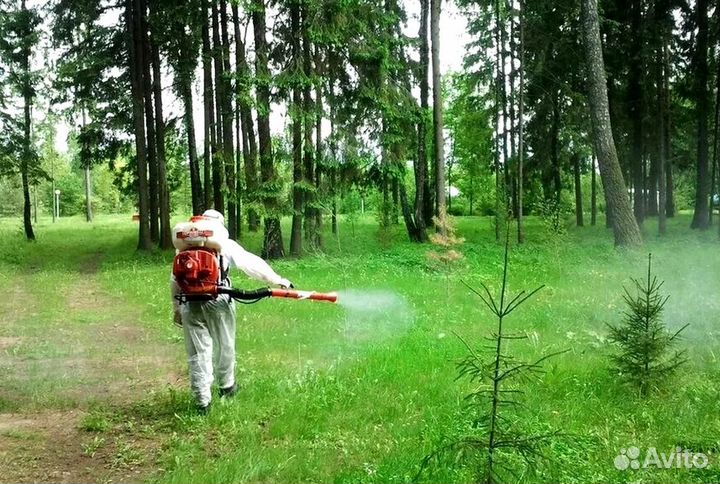 Уничтожение клопов тараканов грызунов блох плесени