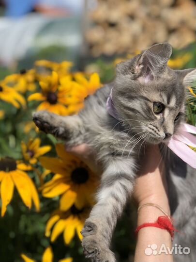 Чудо-котенок в добрые ручки