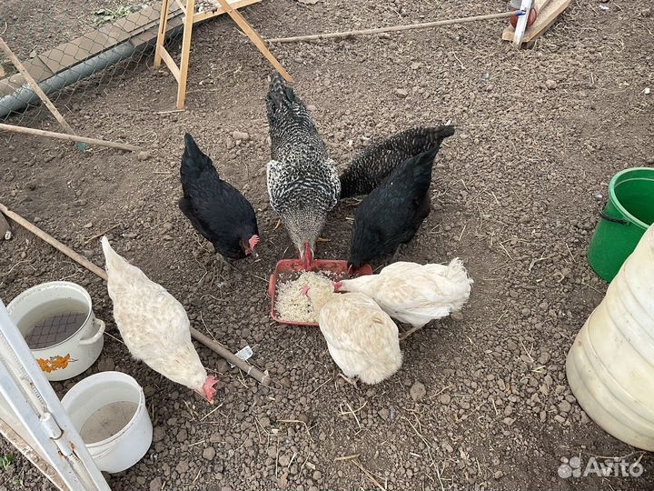 Куры молодки несушки