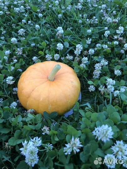 Мини тыква