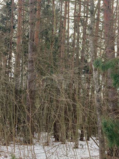 Участок 5,37 га (ИЖС)