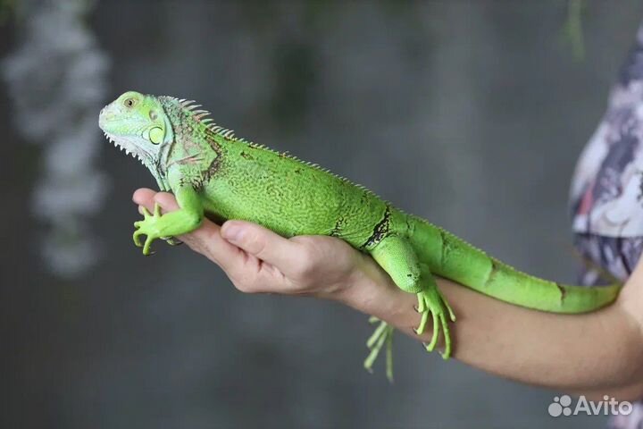 Аренда дракона и других животных, зоопарк