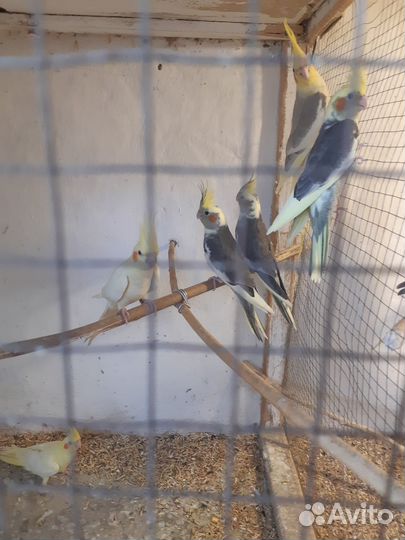 Попугай корелла