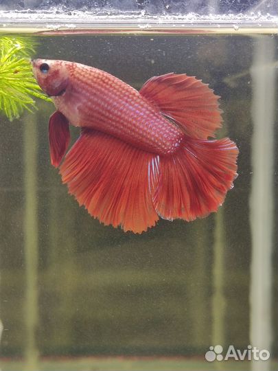 Рыбка петушок