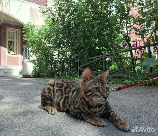 Бенгальская принцесса