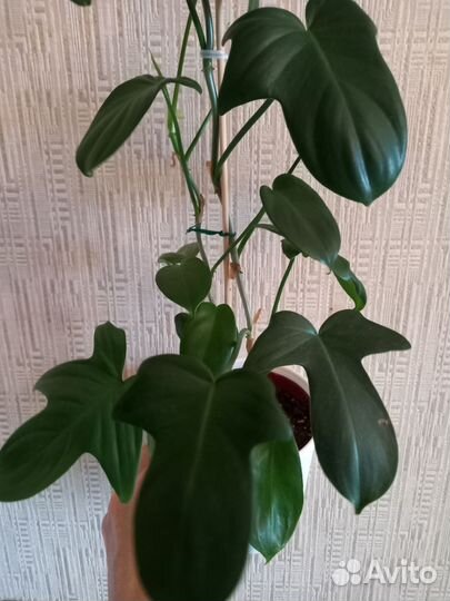 Цветы для дома