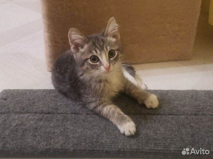 Передержка кошек