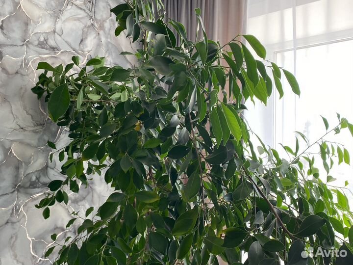 Цветок с горшком