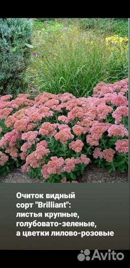 Растения для сада