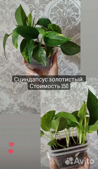 Эпипремнум, сциндапсус, филодендрон