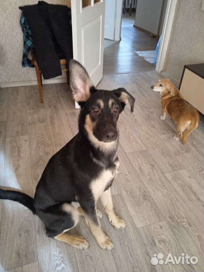 Собаки бесплатно