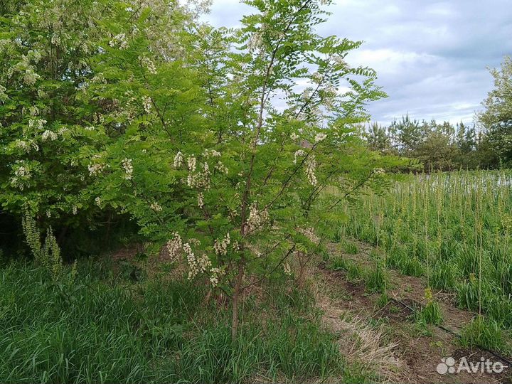 Акация белая тополь вяз липа ясень