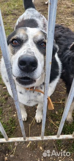 Спасите доброго пса из приюта