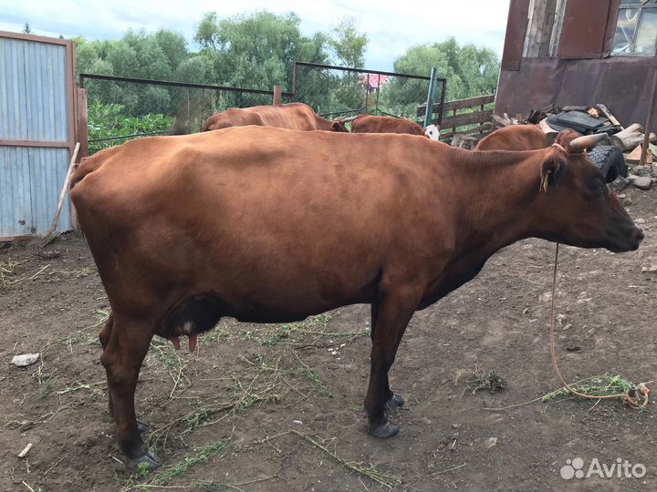 Корова с теленком