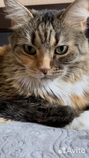 Кошка в дар