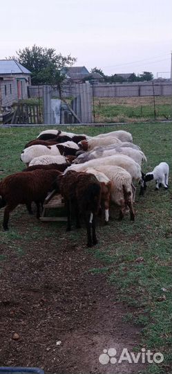 Овцы бараны