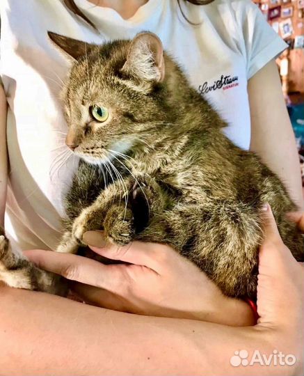 Беатриче - ласковая девочка ищет дом