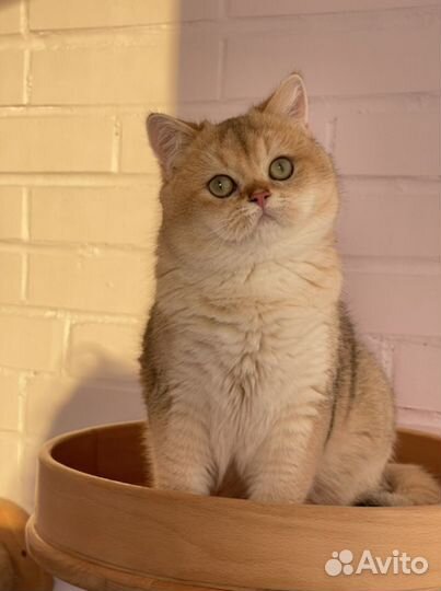Золотой британский кот