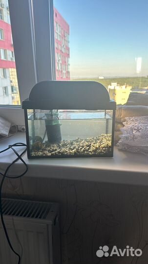 Улитки с аквариумом